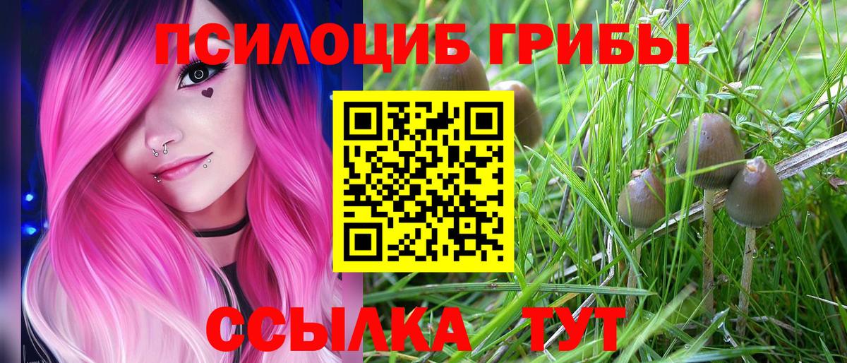 Галлюциногенные грибы Psilocybe Балашов
